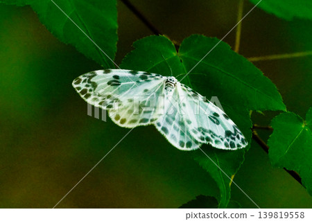 White stag beetle perched on a leaf ♂ White stag beetle perched on a leaf ♂ 139819558