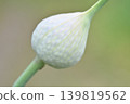 大蒜花蕾 139819562
