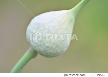 大蒜花蕾 139819562