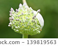 大蒜花蕾 139819563