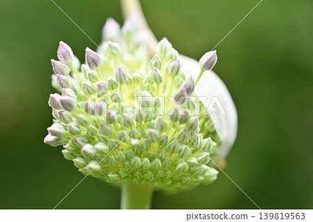 大蒜花蕾 139819563