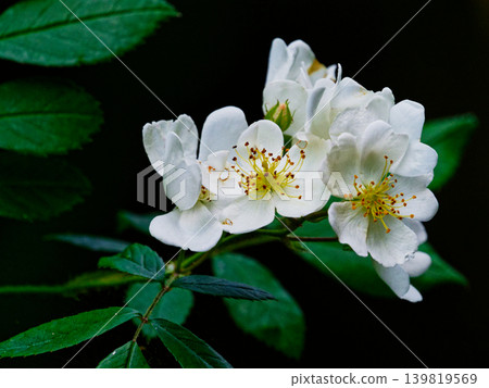 Blooming of Rosaceae rose Blooming of Rosaceae rose 139819569
