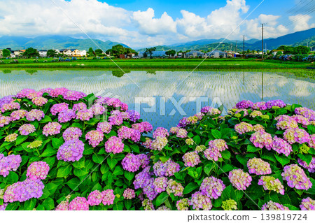 A village of fresh green hydrangeas: The blue sky and colorful hydrangeas reflected in the rice paddies (Kaisei Town - mountain range and houses) A village of fresh green hydrangeas: The blue sky and colorful hydrangeas reflected in the rice paddies (Kaisei Town - mountain range and houses) 139819724