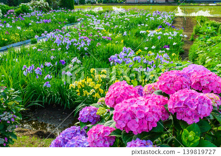 Early summer in the hydrangea village: Iris fields in full bloom and colorful hydrangeas (Kaisei Town, Kanagawa Prefecture, June) Early summer in the hydrangea village: Iris fields in full bloom and colorful hydrangeas (Kaisei Town, Kanagawa Prefecture, June) 139819727