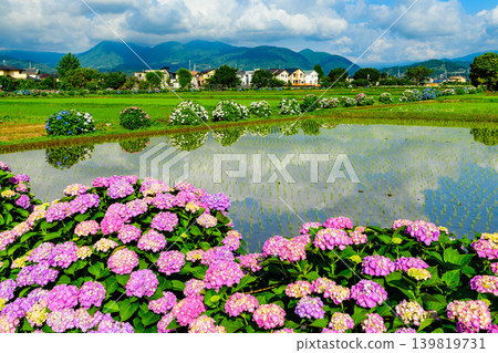 A village of fresh green hydrangeas: The blue sky and colorful hydrangeas reflected in the rice paddies (Kaisei Town - mountain range and houses) A village of fresh green hydrangeas: The blue sky and colorful hydrangeas reflected in the rice paddies (Kaisei Town - mountain range and houses) 139819731