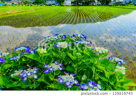 A village of fresh green hydrangeas: The blue sky and colorful hydrangeas reflected in the rice paddies (Kaisei Town - mountain range and houses) A village of fresh green hydrangeas: The blue sky and colorful hydrangeas reflected in the rice paddies (Kaisei Town - mountain range and houses) 139819743