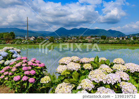 A village of hydrangeas amidst the fresh greenery, with views of Mt. Fuji. The sky and colorful hydrangeas are reflected in the water (Kaisei Town, Kanagawa Prefecture). A village of hydrangeas amidst the fresh greenery, with views of Mt. Fuji. The sky and colorful hydrangeas are reflected in the water (Kaisei Town, Kanagawa Prefecture). 139819752