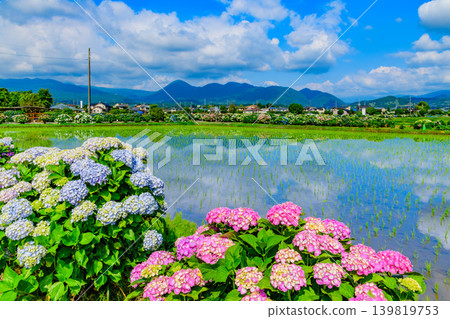 A village of hydrangeas amidst the fresh greenery, with views of Mt. Fuji. The sky and colorful hydrangeas are reflected in the water (Kaisei Town, Kanagawa Prefecture). A village of hydrangeas amidst the fresh greenery, with views of Mt. Fuji. The sky and colorful hydrangeas are reflected in the water (Kaisei Town, Kanagawa Prefecture). 139819753