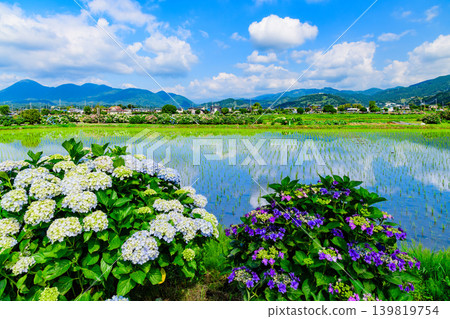 A village of hydrangeas amidst the fresh greenery, with views of Mt. Fuji. The sky and colorful hydrangeas are reflected in the water (Kaisei Town, Kanagawa Prefecture). A village of hydrangeas amidst the fresh greenery, with views of Mt. Fuji. The sky and colorful hydrangeas are reflected in the water (Kaisei Town, Kanagawa Prefecture). 139819754