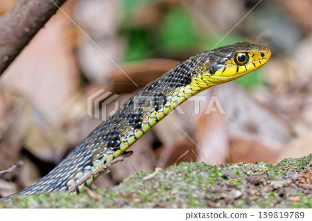 A Japanese keelback snake stretching its neck A Japanese keelback snake stretching its neck 139819789