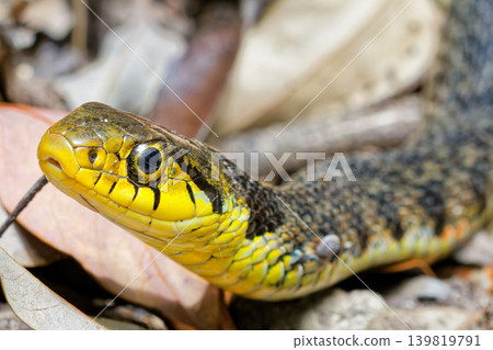 Close-up of a Japanese keelback snake's face Close-up of a Japanese keelback snake's face 139819791