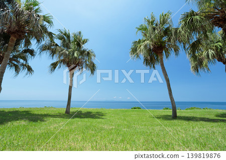 熱帶風光,棕櫚樹環繞,草坪俯瞰大海(鹿兒島縣阿久根市) 熱帶風光,棕櫚樹環繞,草坪俯瞰大海(鹿兒島縣阿久根市) 139819876