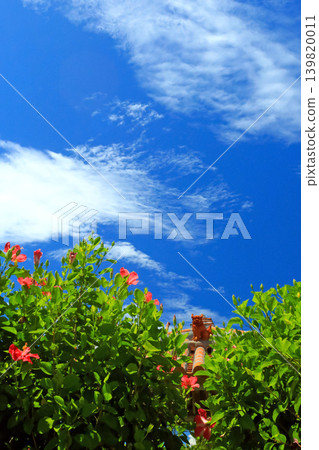 Mensore Okinawa Blue sky、red hibiscus 和 shisa Mensore Okinawa Blue sky、red hibiscus 和 shisa 139820011