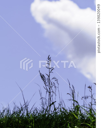 從低角度仰望藍天,拍攝了一幅雜草叢生的風景。 從低角度仰望藍天,拍攝了一幅雜草叢生的風景。 139820049