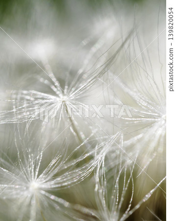 The fantastical macro world of dandelion fluff and seeds The fantastical macro world of dandelion fluff and seeds 139820054