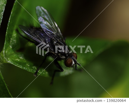 Detailed macro photographs of houseflies (flesh flies and black blowflies) Detailed macro photographs of houseflies (flesh flies and black blowflies) 139820064