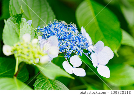 繡球花的形象 139820118