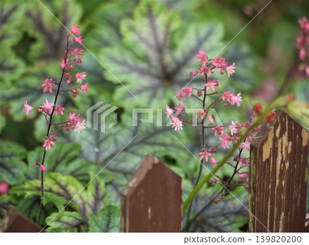 Small heuchera flowers blooming in the garden Small heuchera flowers blooming in the garden 139820200