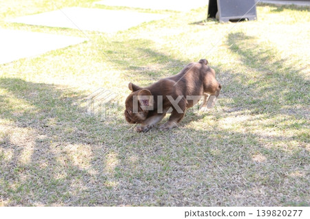 法國鬥牛犬 法國鬥牛犬 139820277