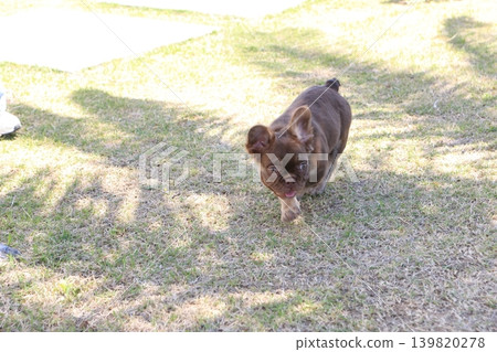 法國鬥牛犬 法國鬥牛犬 139820278