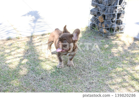 法國鬥牛犬 法國鬥牛犬 139820286