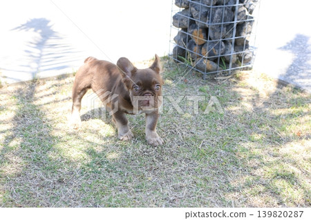 法國鬥牛犬 法國鬥牛犬 139820287