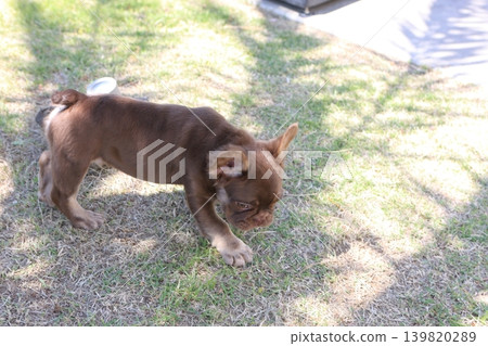 French bulldog 139820289