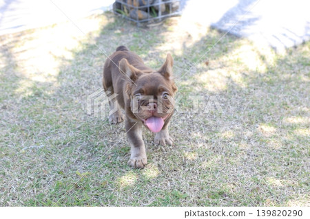 法國鬥牛犬 法國鬥牛犬 139820290
