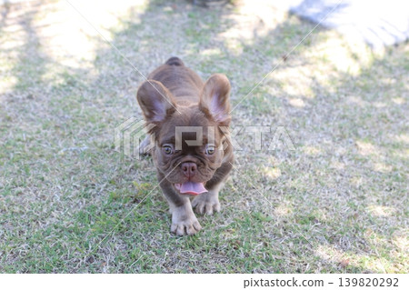 French bulldog French bulldog 139820292