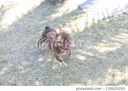 法國鬥牛犬 139820293