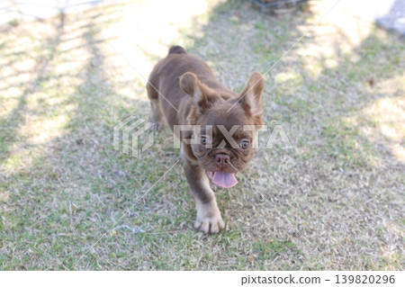 法國鬥牛犬 法國鬥牛犬 139820296