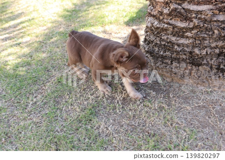 French bulldog French bulldog 139820297