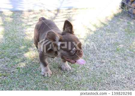 French bulldog French bulldog 139820298