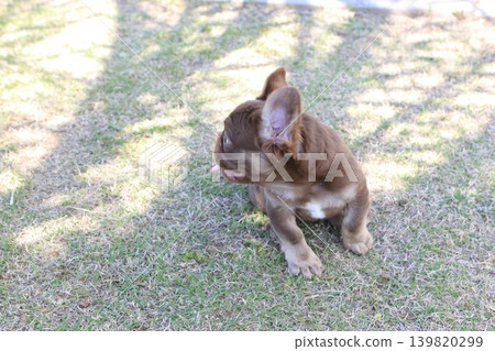 French bulldog 139820299
