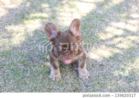 法國鬥牛犬 法國鬥牛犬 139820317
