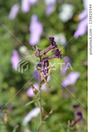 Bat faced cuphea Purple Passion Bat faced cuphea Purple Passion 139820344