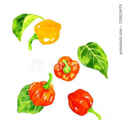 哈瓦那辣椒和葉子套裝 - 手繪水彩蔬菜插圖 哈瓦那辣椒和葉子套裝 - 手繪水彩蔬菜插圖 139820474