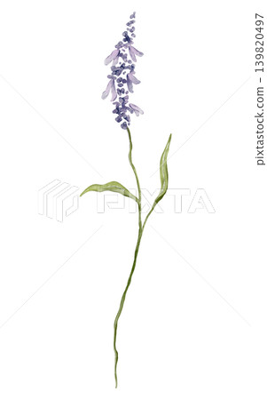 Single sprig of lavender with delicate purple blossoms and green leaves. Watercolor illustration hand drawn botanical art on a isolated background. For greeting cards, wedding invitations. Single sprig of lavender with delicate purple blossoms and green leaves. Watercolor illustration hand drawn botanical art on a isolated background. For greeting cards, wedding invitations. 139820497