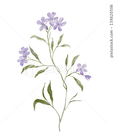 Lavender Purple Phlox Flower. Hand drawn illustration with delicate purple blossoms with five petals arranged on slender green stems. Watercolor wildflower nature of the plant. Botanical prints. Lavender Purple Phlox Flower. Hand drawn illustration with delicate purple blossoms with five petals arranged on slender green stems. Watercolor wildflower nature of the plant. Botanical prints. 139820506