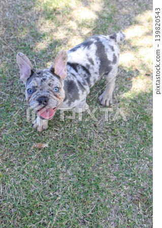 French bulldog 139820543