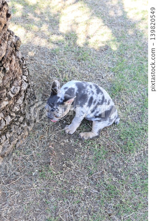 French bulldog French bulldog 139820549