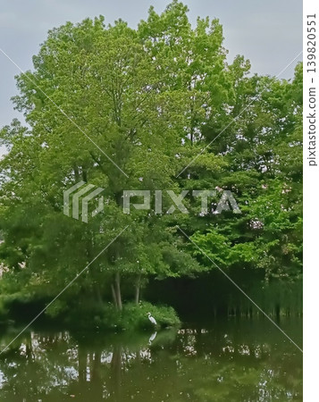 桑袋生境公園的大白鷺 桑袋生境公園的大白鷺 139820551