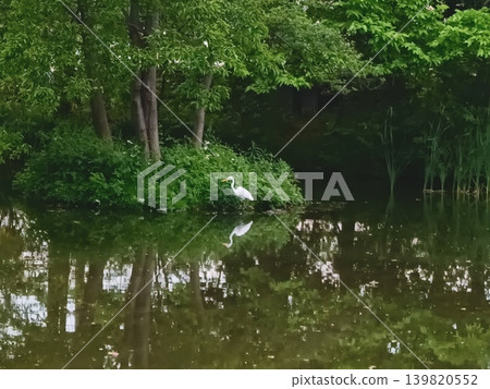 桑袋生境公園的大白鷺 桑袋生境公園的大白鷺 139820552