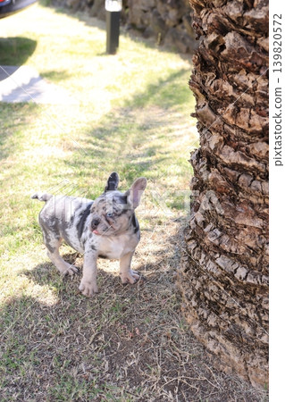 French bulldog French bulldog 139820572