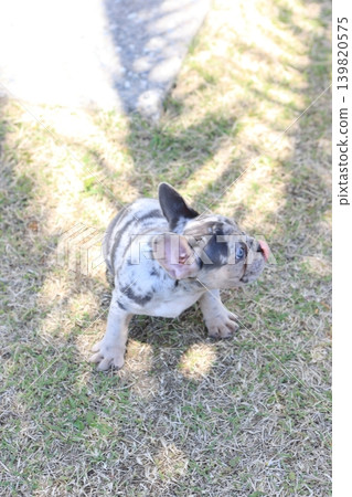 法國鬥牛犬 139820575