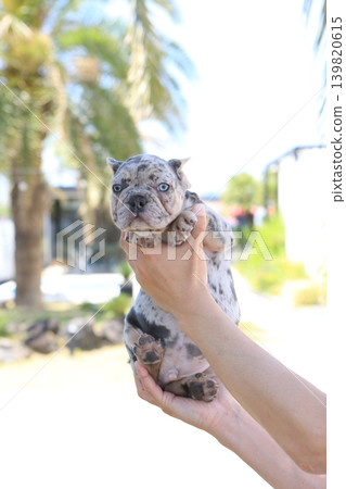 French bulldog French bulldog 139820615