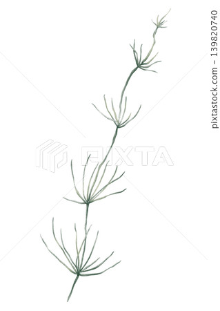 Minimalist watercolor illustration of Chara, freshwater green alga. Hand drawn muskgrass on isolated background. Plant for botanical projects and design Minimalist watercolor illustration of Chara, freshwater green alga. Hand drawn muskgrass on isolated background. Plant for botanical projects and design 139820740