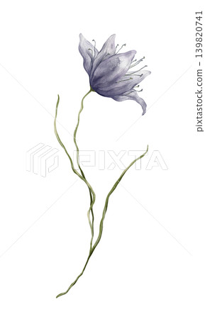 Delicate watercolor botanical illustration of a purple flower, resembling a clematis, bluebell, or prairie gentian. Hand drawn illustration on isolated background. For designs nature-themed Delicate watercolor botanical illustration of a purple flower, resembling a clematis, bluebell, or prairie gentian. Hand drawn illustration on isolated background. For designs nature-themed 139820741