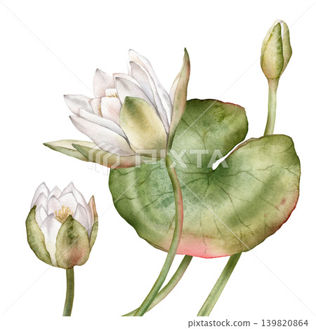 Watercolor bouquet of bud Water white Lily with green leaves. Hand drawn illustration Nuphar of lakewhite waterlily or lotus on isolated background. Beautiful composition chinese water lily Watercolor bouquet of bud Water white Lily with green leaves. Hand drawn illustration Nuphar of lakewhite waterlily or lotus on isolated background. Beautiful composition chinese water lily 139820864