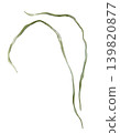 Watercolor illustration of long, thin green grass blades or seaweed stalks. Botanical element for designs, wedding invitations or nature-themed illustrations. Minimalist, flowing curved lines. 139820877